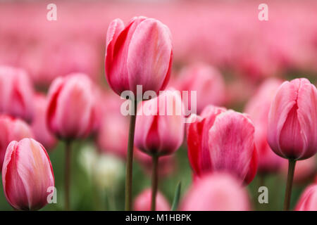 Una foto dalle incredibili campi di tulipani nei Paesi Bassi durante il nuvoloso, piovosa giornata di primavera. Il singolo pink tulip tra gli altri. Foto Stock