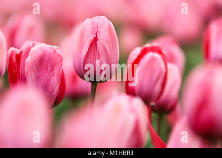 Una foto dalle incredibili campi di tulipani nei Paesi Bassi durante il nuvoloso, piovosa giornata di primavera. Il singolo pink tulip tra gli altri. Foto Stock