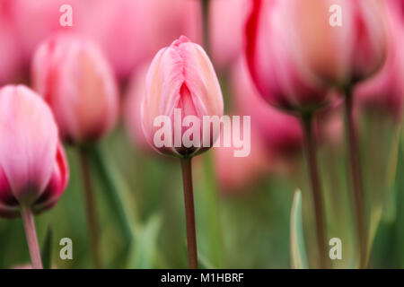 Una foto dalle incredibili campi di tulipani nei Paesi Bassi durante il nuvoloso, piovosa giornata di primavera. Il singolo pink tulip tra gli altri. Foto Stock