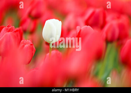 Una foto dalle incredibili campi di tulipani nei Paesi Bassi durante il nuvoloso, piovosa giornata di primavera. Il singolo white tulip tra gli altri. Foto Stock