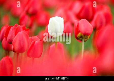 Una foto dalle incredibili campi di tulipani nei Paesi Bassi durante il nuvoloso, piovosa giornata di primavera. Il singolo white tulip tra gli altri. Foto Stock