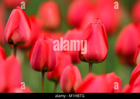 Una foto dalle incredibili campi di tulipani nei Paesi Bassi durante il nuvoloso, piovosa giornata di primavera. Il dettaglio di un singolo red tulip tra gli altri. Foto Stock