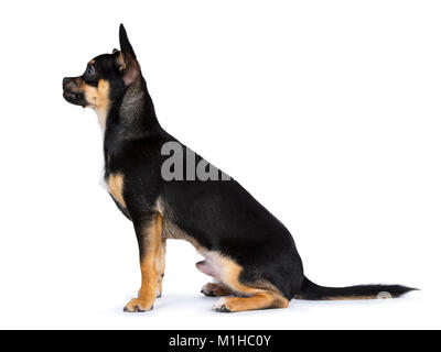 Nero chiwawa dog sitter lato laterale modi e guardando verso sinistra isolati su sfondo bianco Foto Stock
