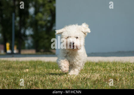 Un ritratto del bichon frise cane, camminando verso di te e guardando molto felici e rilassati. Foto Stock