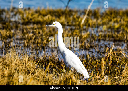 Una Garzetta (Egretta garzetta)presso la Merced National Wildlife Refuge nella valle centrale della California Foto Stock