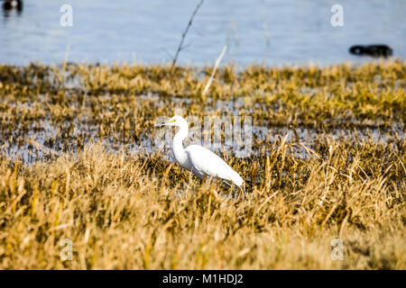 Una Garzetta (Egretta garzetta)presso la Merced National Wildlife Refuge nella valle centrale della California Foto Stock