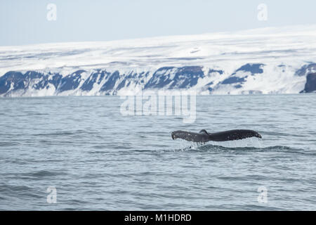 Come questo Humpback Whale si prepara per una profonda immersione di alimentazione, il Fluke aumenta al di sopra della superficie di gocciolamento di acqua momentaneamente. Foto Stock