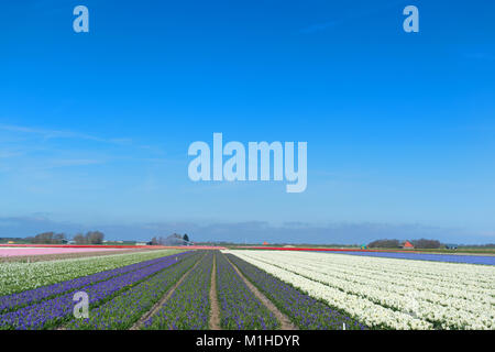 Colorato tipico paesaggio Olandese con il giacinto bulbi da fiore in righe Foto Stock