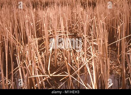 Fotografia di un push-up tra ance, una tipica casa costruita da topi muschiati che sono portatori del batterio Francisella tularensis, l'agente causativo della malattia mortale tularemia, in poco Otter Creek, Vermont, 1968. Immagine cortesia CDC/Dott. J. M. Clinton. () Foto Stock
