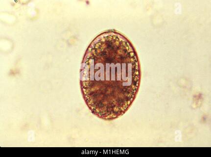 Cestode tenia parassita di uovo (Diphyllobothrium latum) ha rivelato nella micrografia film, 1986. Immagine cortesia di centri per il controllo delle malattie (CDC). () Foto Stock