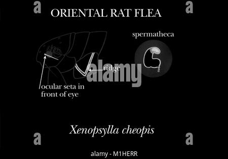 Oriental rat flea Xenopsylla cheopis caratteristiche morfologiche, illustrazione, 1976. Immagine cortesia di centri per il controllo delle malattie (CDC). () Foto Stock