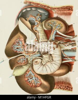 Illustrazione a colori dell'umano della cistifellea e dei dotti biliari, rappresentate in relazione ad associati organi interni, dal volume "Annuale e analitica di encyclopaedia - Wikizionario Medicina Pratica, ' scritto da Carlo E. de M. Sajous (Charles Eucaristia de Medicis), 1898. La cortesia Internet Archive. () Foto Stock