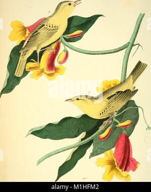 Illustrazione a colori raffigurante maschio e femmina Capinere giallo (Setophaga petechia) arroccato sugli steli di ramping fiori a campana (Bigonia capreolata) dal volume "gli uccelli dell America: dai disegni fatti negli Stati Uniti e i loro territori, ' scritto da John James Audubon e John T Bowen, 1840. La cortesia Internet Archive. () Foto Stock