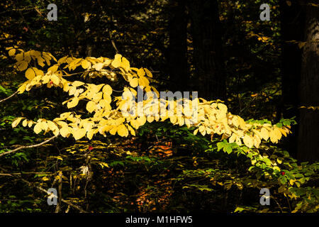 Foglie di autunno serbatoio Barkhamsted   Barkhamsted, Connecticut, Stati Uniti d'America Foto Stock