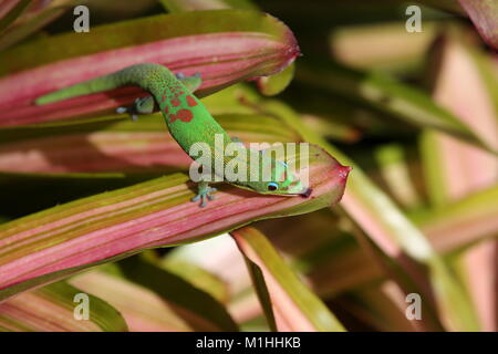 Polvere d oro giorno geco alimentazione Bromeliad su foglie di piante, Hawaii Foto Stock