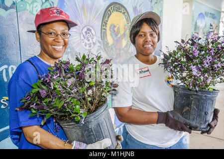 Miami Florida,Allapattah Middle School,campus,Hands on HANDSON Miami,volontari volontari volontari volontari lavoratori del lavoro, lavoro di squadra che lavorano insieme s Foto Stock