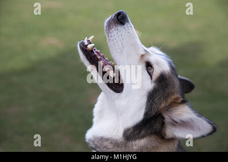 Husky siberiano primo piano ritratto di testa e volto Foto Stock