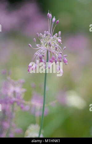 Allium carinatum ssp. pulchellum,Schoener Kiel-Lauch,Keeled aglio Foto Stock