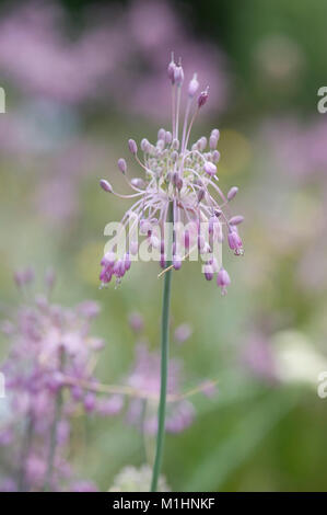 Allium carinatum ssp. pulchellum,Schoener Kiel-Lauch,Keeled aglio Foto Stock