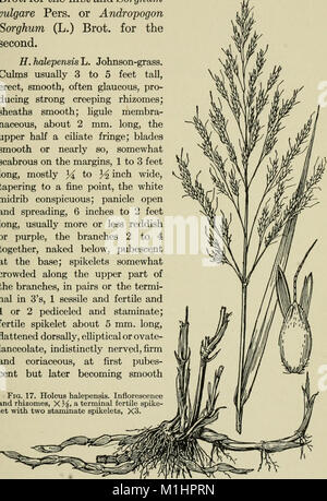 Un libro di testo di erbe con particolare riferimento alle specie economica degli Stati Uniti (1914) (14595364817) Foto Stock