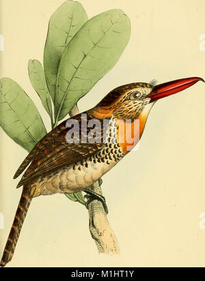 Una selezione di uccelli del Brasile e del Messico - disegni (1841) (14561890848) Foto Stock