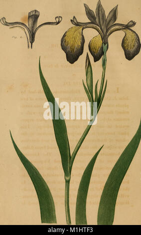 Questo lavoro esplora le piante medicinali native degli Stati Uniti, offrendo storie botaniche dettagliate, analisi chimiche e il loro uso in medicina e dieta, fornendo una comprensione approfondita dei trattamenti vegetali nell'assistenza sanitaria americana. Foto Stock