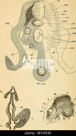 Un libro di testo comparato di fisiologia per gli studenti e gli operatori di confronto (veterinario) medicina (1890) (14783188123) Foto Stock