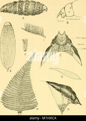 Invertebrati africani - un ufficiale delle ricerche sulla biodiversità (1914-1919) (17758904799) Foto Stock