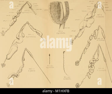 Invertebrati africani - un ufficiale delle ricerche sulla biodiversità (1914-1919) (17758640489) Foto Stock