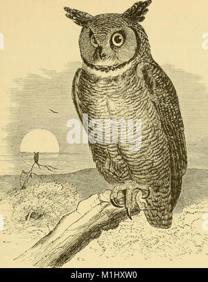 Un popolare handbook di ornitologia di Stati Uniti e Canada, basato su Nuttall il manuale (1891) (14750878715) Foto Stock