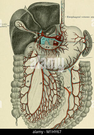 Un libro di testo di anatomia clinica - per studenti e professionisti (1907) (14780138602) Foto Stock