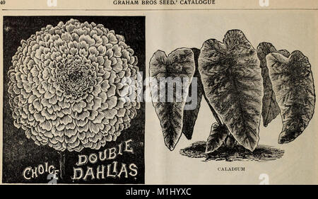 1902 Catalogo di grado elevato di semi, piante, lampadine, ecc. (1902) (20555423472) Foto Stock