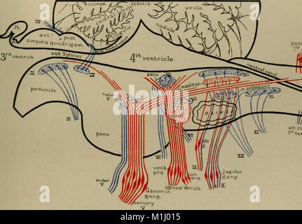 Un atlante della diagnosi differenziale delle malattie del sistema nervoso; analitico e neurologici semeiological grafici (1914) (14796076813) Foto Stock