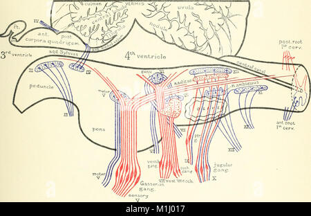 Un atlante della diagnosi differenziale delle malattie del sistema nervoso; analitico e neurologici semeiological grafici (1913) (14578096868) Foto Stock