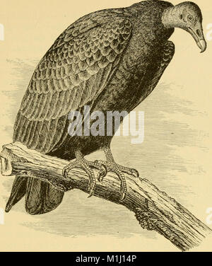 Un popolare handbook di ornitologia di Stati Uniti e Canada, basato su Nuttall il manuale (1891) (14564221868) Foto Stock
