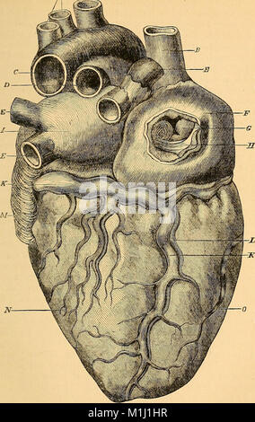 Anatomia delle arterie del corpo umano - descrittivo e chirurgico, con l'anatomia descrittiva del cuore (1881) (14764835715) Foto Stock