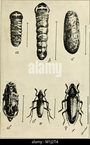 Un manuale di pericolosi insetti suscettibili di essere introdotti negli Stati Uniti attraverso le importazioni (1917) (14782513714) Foto Stock