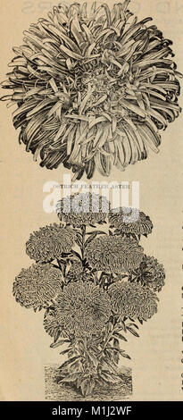 1902 Catalogo di grado elevato di semi, piante, lampadine, ecc. (1902) (20538071196) Foto Stock