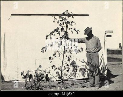 Questo studio del 1909 indaga la diversità genetica all'interno del cotone egiziano, esaminando le diverse varietà di cotone e il loro impatto sulle pratiche agricole e sulla produzione economica in Egitto. Foto Stock