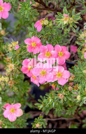 (Potentilla fruticosa bellissima flick fumo), Fingerstrauch (Potentilla fruticosa BELLISSIMA) Foto Stock