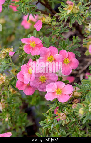 (Potentilla fruticosa bellissima flick fumo), Fingerstrauch (Potentilla fruticosa BELLISSIMA) Foto Stock