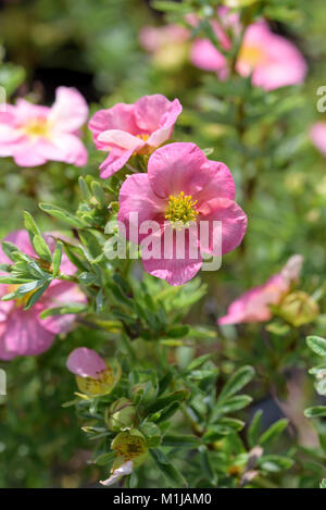 (Potentilla fruticosa bellissima flick fumo), Fingerstrauch (Potentilla fruticosa BELLISSIMA) Foto Stock