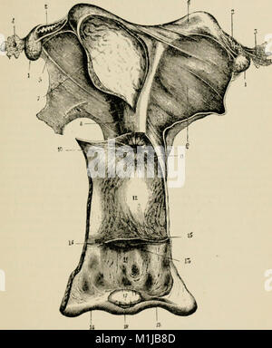 Un libro di testo di veterinari ostetricia - comprese le malattie e gli infortuni accessorie alla gravidanza, parto e precoce età in alcuni animali addomesticati (1901) (14782274875) Foto Stock