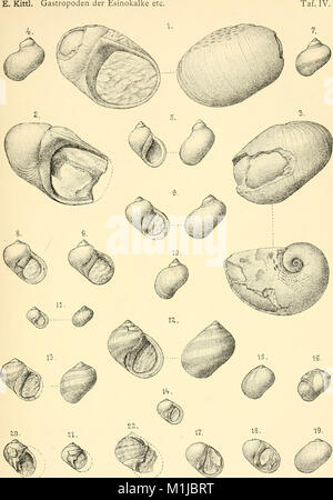 Annalen des Naturhistorischen musei in Wien (1899) (17578012274) Foto Stock