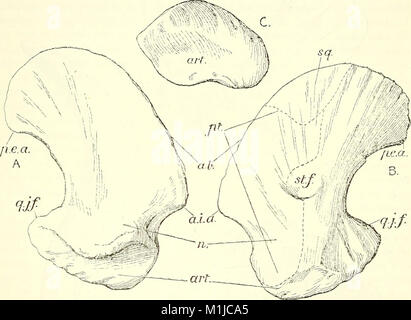 Un catalogo descrittivo dei rettili marini della Oxford argilla. Basato sulla collezione di Leeds nel British Museum di storia naturale), Londra (1910) (20252413173)