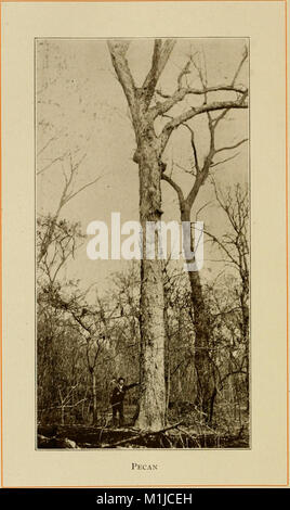 American alberi forestali, da Henry H. Gibson; (1913) (18120231806) Foto Stock