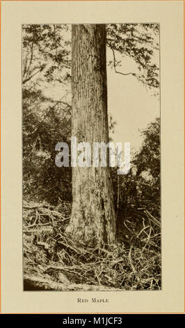 American alberi forestali, da Henry H. Gibson; (1913) (18147881311) Foto Stock