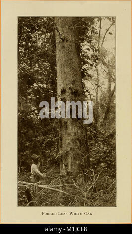 American alberi forestali, da Henry H. Gibson; (1913) (18147710261) Foto Stock
