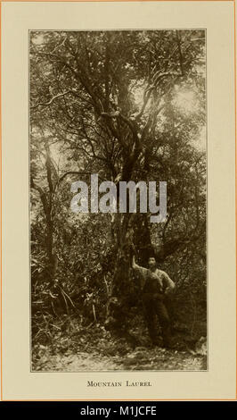American alberi forestali, da Henry H. Gibson; (1913) (17958939208) Foto Stock