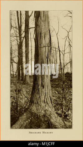 American alberi forestali, da Henry H. Gibson; (1913) (17526132033) Foto Stock